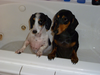 Pups In Bathtub Image